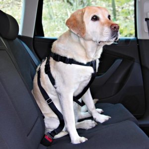 Car safety harnesses