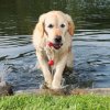 Dog Activity MOT&reg;-Fun, schwimmt 
