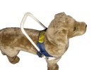 Support harness for companion and therapy dogs