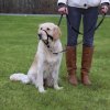 Top Trainer Ausbildungs-Geschirr Größe M